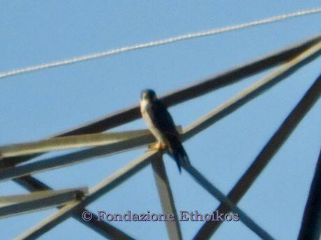 Falco peregrinus