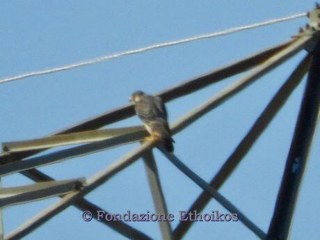 Falco peregrinus