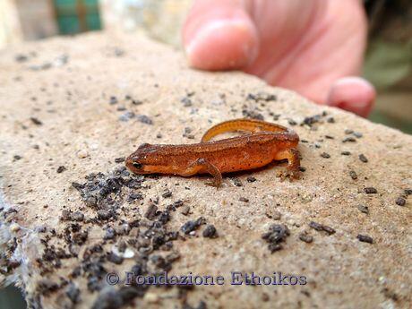 Lissotriton vulgaris